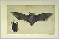 Chauve-souris Musée du Louvre