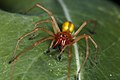 Cheiracanthium punctorium: red-orange opisthosoma and chelicerae (end of chelicerae black), opisthosoma yellow to greenish, with middle-band for males, legs brown, size 0,7-1,5 cm