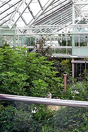 Edvard Anderson's greenhouse