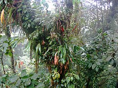 Plantes épiphytes diverses à Santa Elena au Costa Rica.