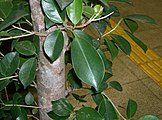 Ficus microcarpa