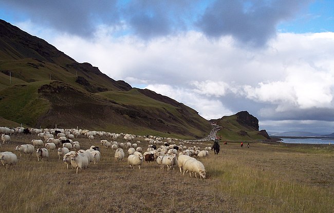 Schafabtrieb im Þjórsádalur nahe der Hekla