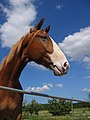 Frederikborg horse