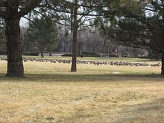 Geese in a Fort Collins baseball field 2 (11655109015).jpg