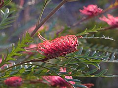 Glen Forrest grevillea cultivar.jpg