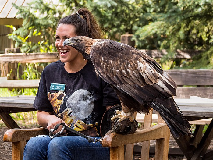 Golden eagle and handler