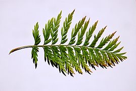 Australian Silver-oak (Grevillea robusta)