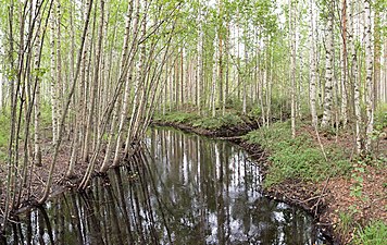 Björkskog kring en å i Hankasalmi i Finland.