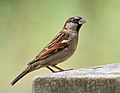 Image 19Male house sparrow in Prospect Park