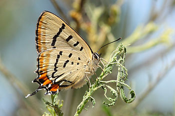 Imperial Hairstreak butterfly