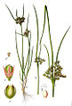 Juncus tenuis vol. 1 - plate 15 in: Jacob Sturm: Deutschlands Flora in Abbildungen (1796)