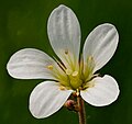 Platz 2: Johannes Robalotoff - Eine Blüte des Knöllchen-Steinbrechs (Saxifraga granulata) im Naturschutzgebiet Dattenbachtal zwischen Kröftel und Vockenhausen (Taunus) - Detailgenau erkennt man auf diesem Foto wichtige Merkmale der Art Saxifraga granulata. Die Blüte ist fünfzählig, zu sehen sind hier die fünf weißen Kronblätter. Besonders gut zu erkennen sind in der Blütenmitte die nicht vollständig verwachsenen zwei Fruchtblätter mit den Narben am oberen Ende. Wieder mal kann man bei seinem Foto viel lernen. Beachtet doch auch die drüsige Behaarung am Blütenstand.