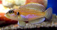 Lamprologus ocellatus