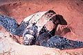 Кожногрбна морска желка, Dermochelys coriacea.