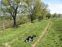 Little-used path - geograph.org.uk - 3483964.jpg