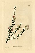 489 Polygonum frutescens (Atraphaxis frutescens)