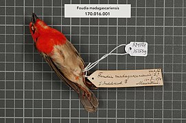 Naturalis Biodiversity Center - RMNH.AVES.151559 1 - Foudia madagascariensis (Linnaeus, 1766) - Ploceidae - bird skin specimen.jpeg