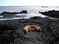 Llop marí de les Galápagos