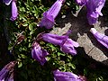 Penstemon davidsonii