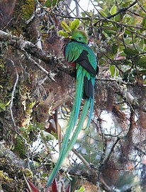 Parque nacional Los Quetzales. Alberga gran cantidad de especies de flora y fauna endémicas, y es santuario del Pharomachrus mocinno, especie considerada casi amenazada por la UICN.