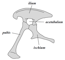 Saurischia - structura pelvisului (partea stângă)
