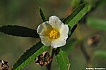 Thumbnail for File:Sida spinosa 2-2.jpg