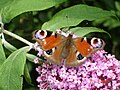 on Buddleja davidii