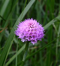 T. globosa