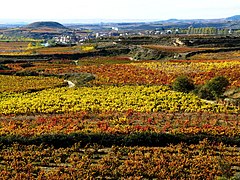 La Riojan maakunta on tunnettua viinialuetta