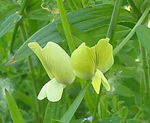 Vicia grandiflora-001.jpg