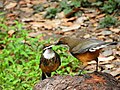 White-throated Laughingthrush