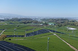 Plantations à Yame, préfecture de Fukuoka.