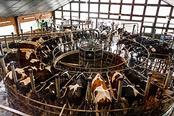 Farbfotografie in der Obersicht eines Melkkarussels mit Kühen, die mit ihren Köpfen zur Mitte stehen. Im Hintergrund kommen mehr Kühe durch ein Tor herein.