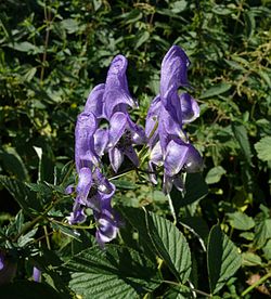 Aconitum variegatum