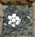 Nest with eggs and food store; Kauhava, Etelä-Pohjanmaa, Finland