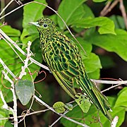 African emerald cuckoo (Chrysococcyx cupreus) male