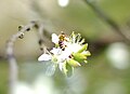 Una abella de la mel davant d'una flor de pomera