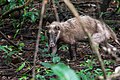 Arctonyx collaris, hog badger - Huai Kha Khaeng Wildlife Sanctuary