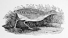 old drawing of a corn crake