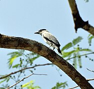 Black-crowned Tityra (7092228573).jpg