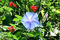 Blue morning glory flower