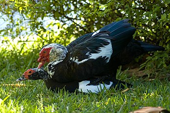 Mating pair