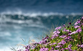 Cape marguerite flowers (Dimorphotheca ecklonis) with a breaking wave in the background, Terceira Island, Azores, Portugal (PPL1-Corrected) julesvernex2.jpg