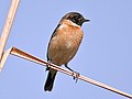 Siberian stonechat