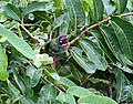 Bathing in the rain in Kolkata, West Bengal, India