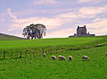 Moutons dans les champs alentour