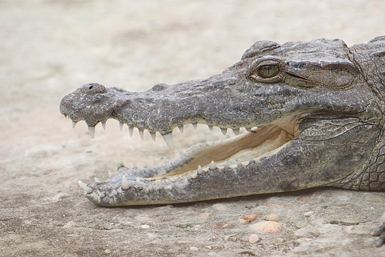 Jacqueville crocodile in a botanical garden in Benin Photograph: Photograph: AMADOU BAHLEMAN FARID