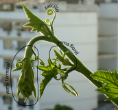 Las yemas desnudas de esta planta anual forman ramas silépticas.