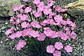 (Dianthus nitidus)