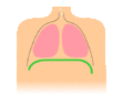 Image 30Animation of diaphragmatic breathing with the diaphragm shown in green (from Wildfire)